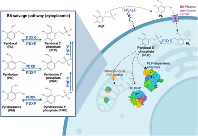 B6 responsive seizures
