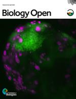 Abnormal expression of GABAA receptor subunits and hypomotility upon loss of gabra1 in zebrafish