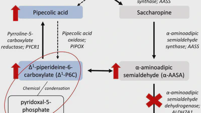 Dietary management for pyridoxine-dependent epilepsy due to α-aminoadipic semialdehyde dehydrogenase deficiency, a follow-on from the international consortium guidelines featured image