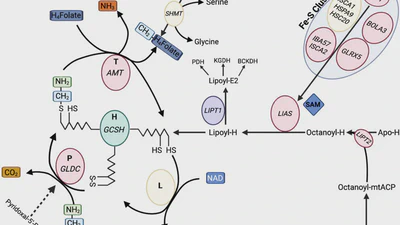 The History and Nosology of the Glycine Disorders: A Framework for Clinicians featured image