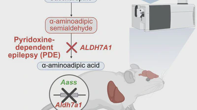 New treatment for pyridoxine-dependent epilepsy due to ALDH7A1 deficiency: first proof-of-principle of upstream enzyme inhibition in the mouse featured image